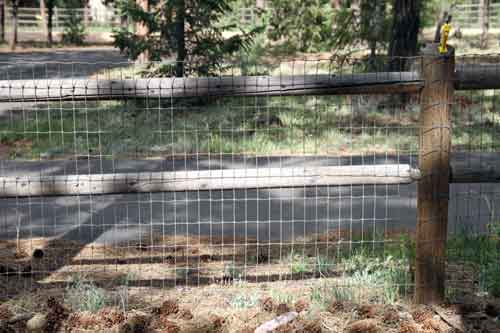 TIBETAN MASTIFF FENCING